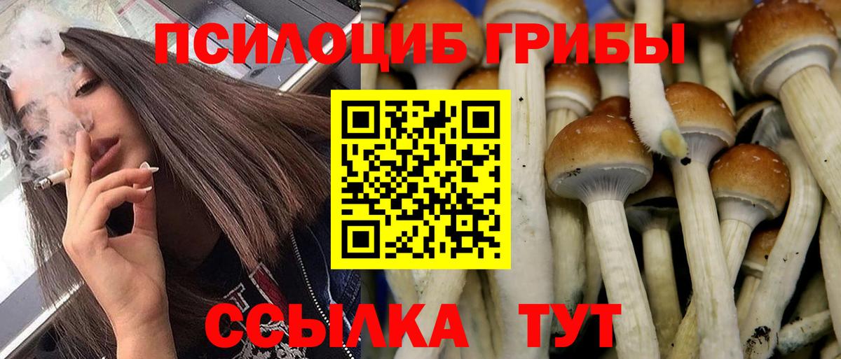 Кызыл  Галлюциногенные грибы Cubensis  Вход с VPN 